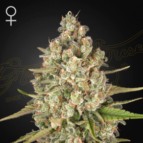 Lost Pearl - GREEN HOUSE SEEDS | TanieSianie.pl