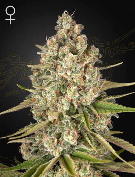 Lost Pearl - GREEN HOUSE SEEDS | TanieSianie.pl