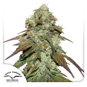 CBD Mazar - DUTCH PASSION | TanieSianie.pl
