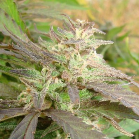Gorilla Maroc Fast - BIOGENETIC | TanieSianie.pl