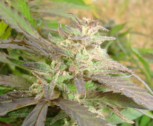 Gorilla Maroc Fast - BIOGENETIC | TanieSianie.pl