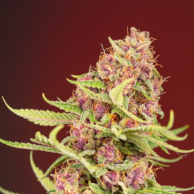 Gorilla Red Mandarine Fast - BIOGENETIC | TanieSianie.pl