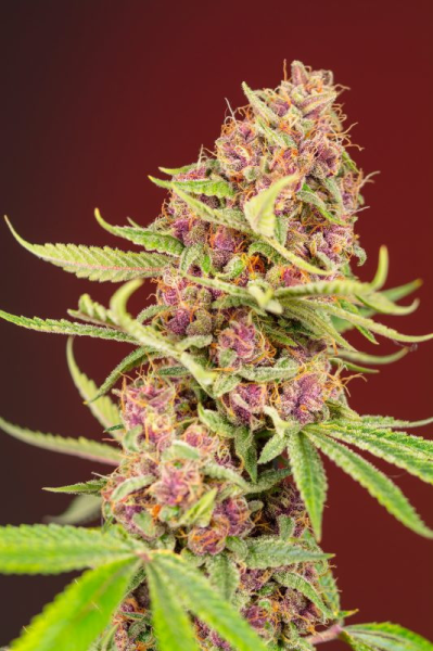 Gorilla Red Mandarine Fast - BIOGENETIC | TanieSianie.pl