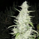 Maroc - FEMALE SEEDS | TanieSianie.pl