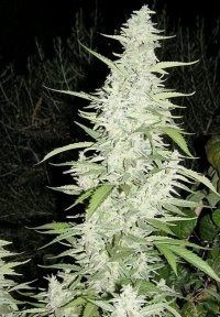 Maroc - FEMALE SEEDS | TanieSianie.pl