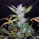 Mexican Sativa Fast - BIOGENETIC | TanieSianie.pl