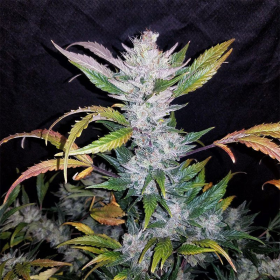 Mexican Sativa Fast - BIOGENETIC | TanieSianie.pl