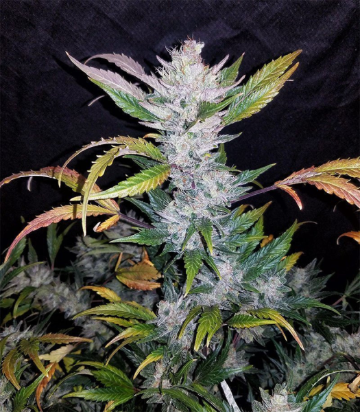 Mexican Sativa Fast - BIOGENETIC | TanieSianie.pl