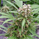 Early AK Fast - BIOGENETIC | TanieSianie.pl