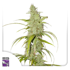 Auto Creeper - Super Sativa Seed Club | TanieSianie.pl