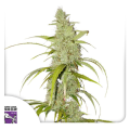 Auto Creeper - Super Sativa Seed Club