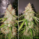 Auto Creeper - Super Sativa Seed Club | TanieSianie.pl