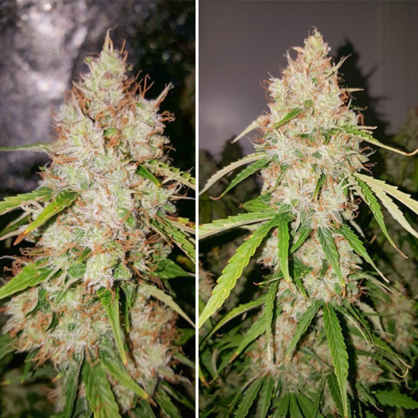 Auto Creeper - Super Sativa Seed Club | TanieSianie.pl