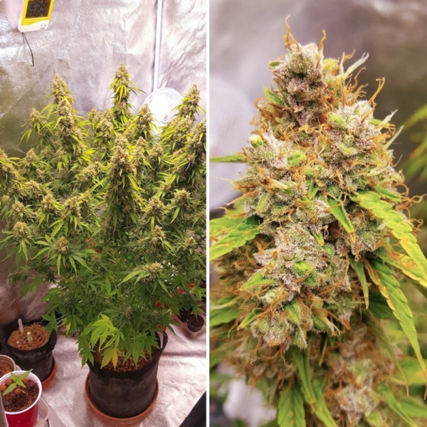 Auto Creeper - Super Sativa Seed Club | TanieSianie.pl