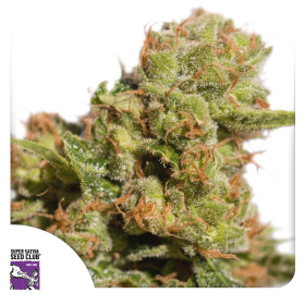 Auto Bruce Lemon Diesel - Super Sativa Seed Club | TanieSianie.pl