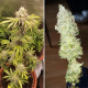 Auto Bruce Lemon Diesel - Super Sativa Seed Club | TanieSianie.pl