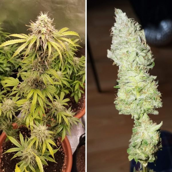 Auto Bruce Lemon Diesel - Super Sativa Seed Club | TanieSianie.pl