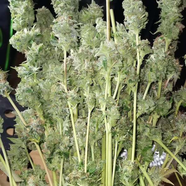 Auto Bruce Lemon Diesel - Super Sativa Seed Club | TanieSianie.pl