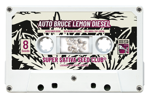 Auto Bruce Lemon Diesel - Super Sativa Seed Club | TanieSianie.pl