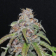 Red Purps - FEMALE SEEDS | TanieSianie.pl