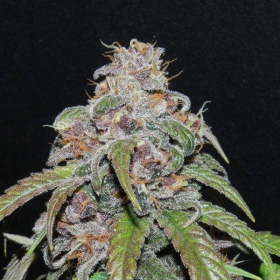 Red Purps - FEMALE SEEDS | TanieSianie.pl