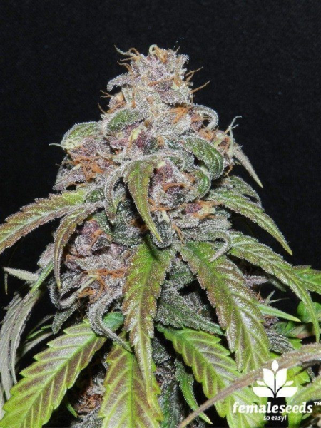 Red Purps - FEMALE SEEDS | TanieSianie.pl