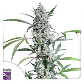 Fat Pete's Cookies Auto - Super Sativa Seed Club | TanieSianie.pl