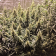 Fat Pete's Cookies Auto - Super Sativa Seed Club | TanieSianie.pl