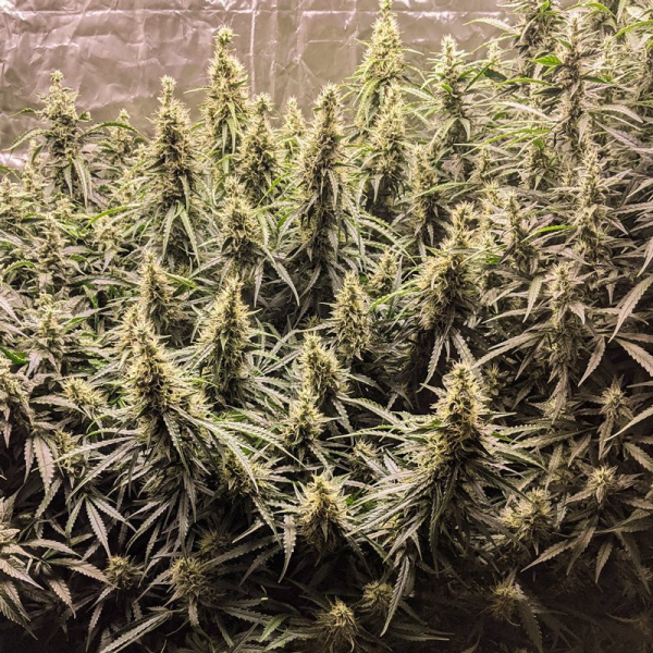 Fat Pete's Cookies Auto - Super Sativa Seed Club | TanieSianie.pl