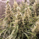 Fat Pete's Cookies Auto - Super Sativa Seed Club | TanieSianie.pl