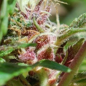 Red Purps - FEMALE SEEDS | TanieSianie.pl