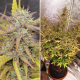 Fat Pete's Cookies Auto - Super Sativa Seed Club | TanieSianie.pl