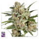 Super Mad Sky Floater - Super Sativa Seed Club | TanieSianie.pl