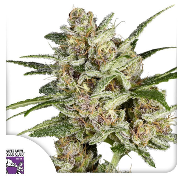 Super Mad Sky Floater - Super Sativa Seed Club | TanieSianie.pl