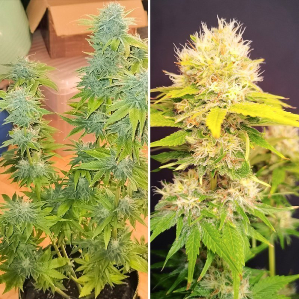Super Mad Sky Floater - Super Sativa Seed Club | TanieSianie.pl