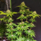 Super Mad Sky Floater - Super Sativa Seed Club | TanieSianie.pl