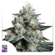 Lava Freeze - Super Sativa Seed Club | TanieSianie.pl