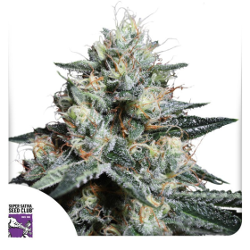 Lava Freeze - Super Sativa Seed Club | TanieSianie.pl