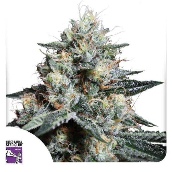 Lava Freeze - Super Sativa Seed Club | TanieSianie.pl