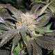 Lava Freeze - Super Sativa Seed Club | TanieSianie.pl