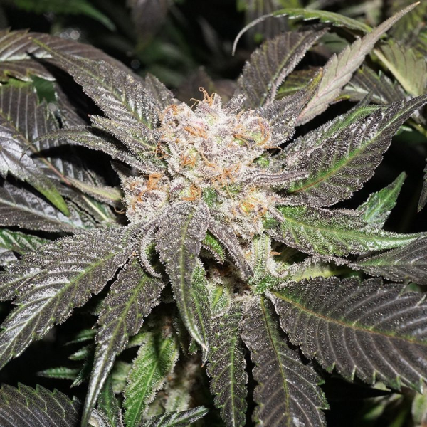 Lava Freeze - Super Sativa Seed Club | TanieSianie.pl