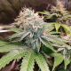 Lava Freeze - Super Sativa Seed Club | TanieSianie.pl