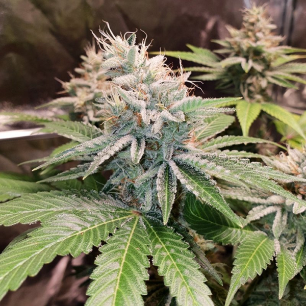Lava Freeze - Super Sativa Seed Club | TanieSianie.pl