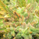Auto Kush - FEMALE SEEDS | TanieSianie.pl