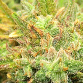 Auto Kush - FEMALE SEEDS | TanieSianie.pl
