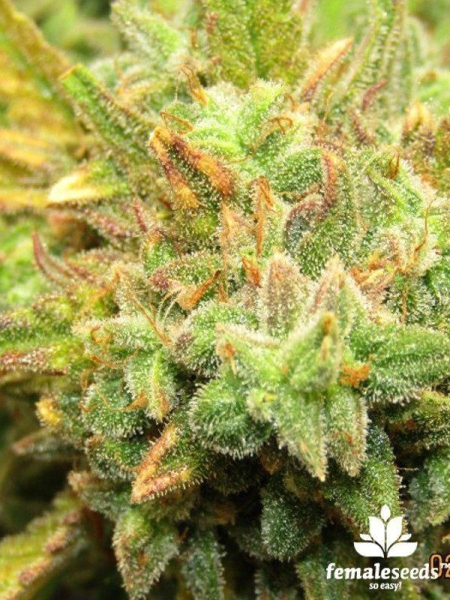 Auto Kush - FEMALE SEEDS | TanieSianie.pl