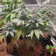 Lava Freeze - Super Sativa Seed Club | TanieSianie.pl