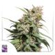 Pineapple Poison - Super Sativa Seed Club | TanieSianie.pl