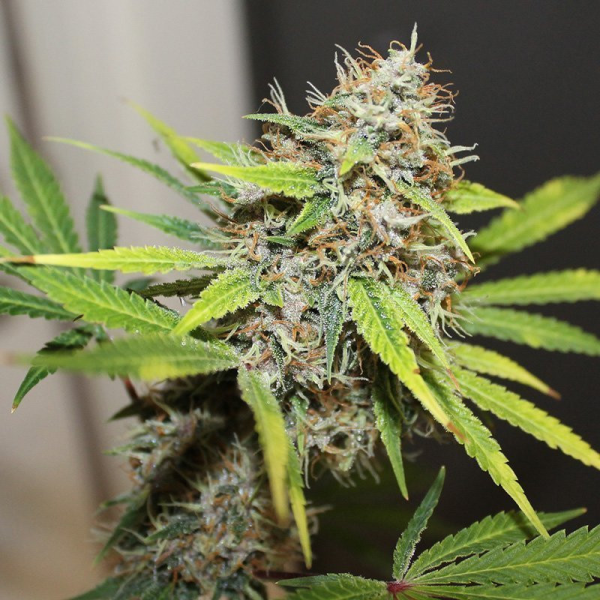Pineapple Poison - Super Sativa Seed Club | TanieSianie.pl