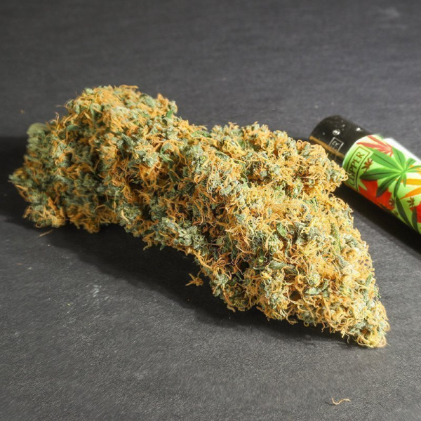 Pineapple Poison - Super Sativa Seed Club | TanieSianie.pl